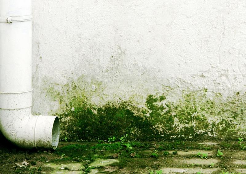 Rust-Oleum Algendoder Concentraat Transparant